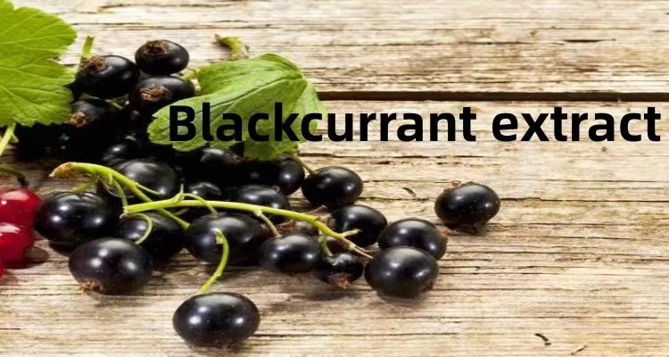 Blackcurrant Extract Powder.png